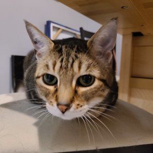 Meet your Posher, Clara